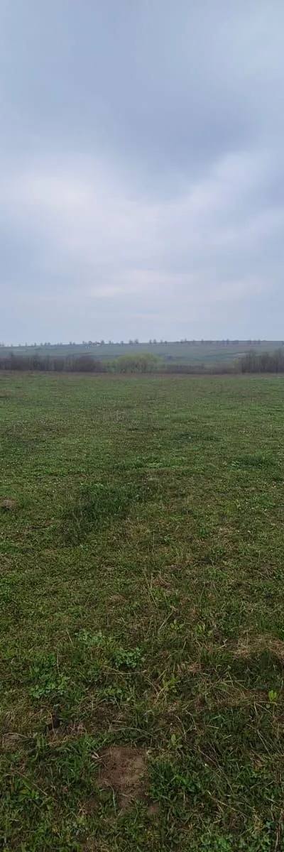 Teren Mitoc de vânzare